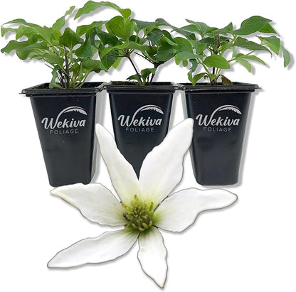 Clematis Sweet Autumn Paniculata - 3 Live Starter Plants in 2 Inch Growers Pots - Starter Plants Ready for The Garden - Rare Clematis for Collectors