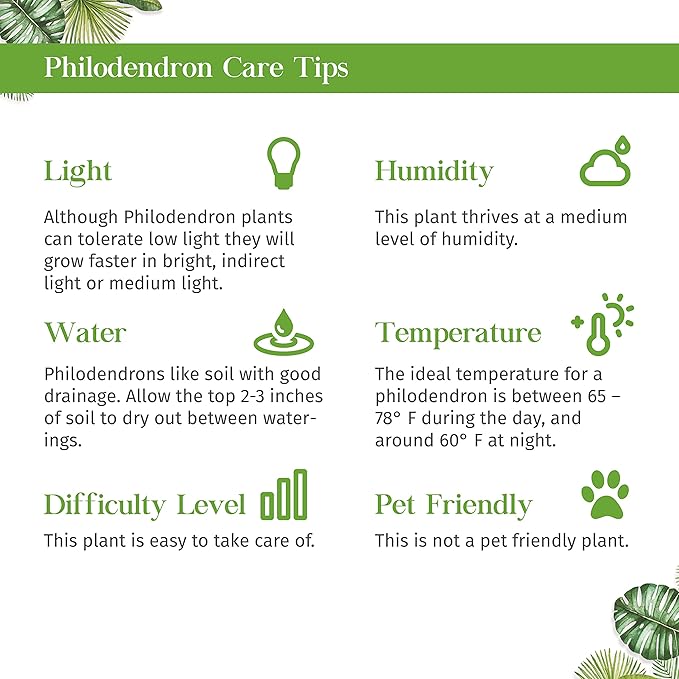 Philodendron Velvet Live Plant for Indoor | Different Houseplants in 4'' & 6'' Pot | Real House Plant for Living Room, Office, Desk & Bathroom | Micans | Heart-Leaf | hederaceum