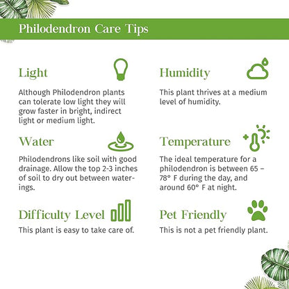 Philodendron Moonlight Live Plant for Indoor | Different Houseplants in 4'' & 6'' Pot | Real House Plant for Living Room, Office, Desk & Bathroom | Moonlight