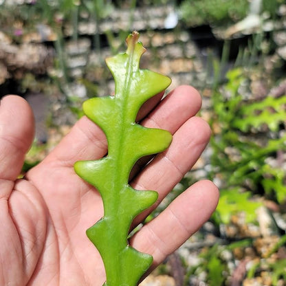 Planet Desert Epiphyllum anguliger Fishbone Cactus Cutting