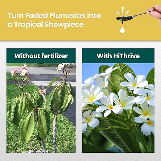 16oz Plumeria Fertilizer - Makes 16 Gallons of Liquid Plant Food for Plumeria Plants Live, Tropical Plant Fertilizer for Vibrant Flowers, Glossy Leaves, and Strong Roots - Nutrient-Rich Flower Food