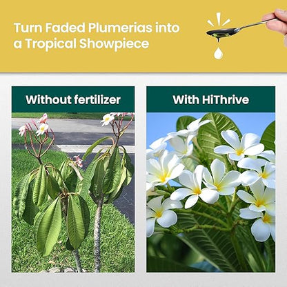 16oz Plumeria Fertilizer - Makes 16 Gallons of Liquid Plant Food for Plumeria Plants Live, Tropical Plant Fertilizer for Vibrant Flowers, Glossy Leaves, and Strong Roots - Nutrient-Rich Flower Food