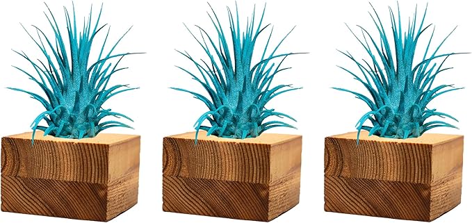 Air Plants - Tillandsia Ionantha - Organically Enhanced Color - Live Arrival Guaranteed - House Plants for Home Decor & Gift (3pk Turquoise Tan Singles)