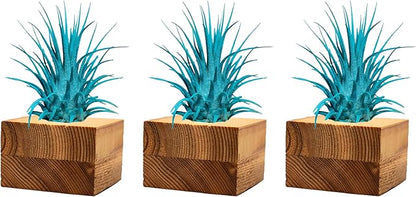 Air Plants - Tillandsia Ionantha - Organically Enhanced Color - Live Arrival Guaranteed - House Plants for Home Decor & Gift (3pk Turquoise Tan Singles)