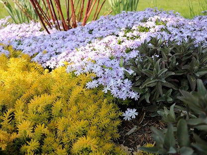 Greenwood Nursery: Live Ground-Cover Plants - White Creeping/Moss Phlox + Subulata - [Qty: 1x Pint Pot] - (Click for Other Available Plants/Quantities)