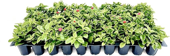 Baby Sun Rose | 3 Live Plants | Aptenia Cordifolia | Ground Cover Succulent | Easy Care Indoor Outdoor