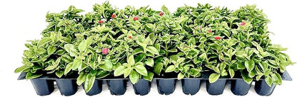 Baby Sun Rose | 3 Live Plants | Aptenia Cordifolia | Ground Cover Succulent | Easy Care Indoor Outdoor