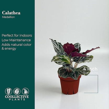 Calathea Medallion | Live Plant in a 2 Inch Growers Pot, Live Indoor, Easy to Grow, Easy to Care, and Low Maintenance Houseplant (4" Pot)
