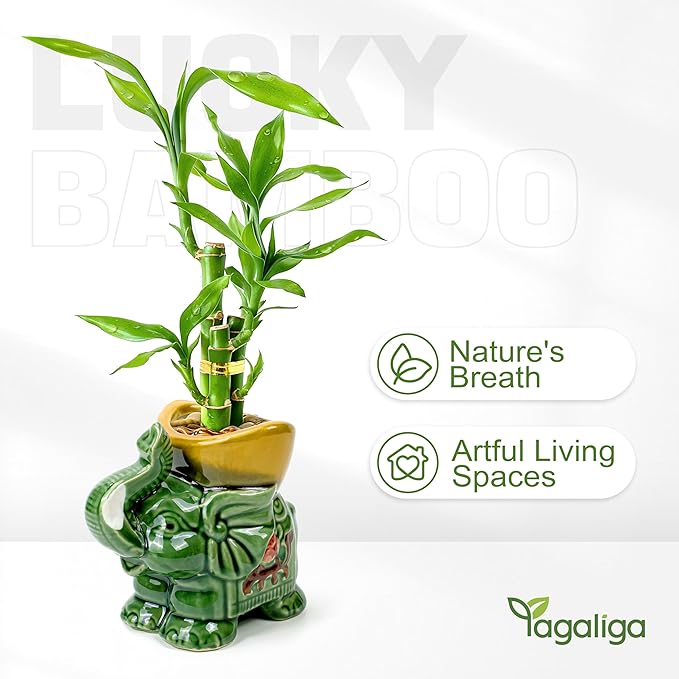 Lucky Bamboo 3-Stalk Set with Pebbles in Elephant Gold Ingot Pot – 6'' 6'' 8'' Live Plant for Wealth and Prosperity