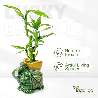 Lucky Bamboo 3-Stalk Set with Pebbles in Elephant Gold Ingot Pot – 6'' 6'' 8'' Live Plant for Wealth and Prosperity