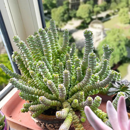 4" String of Buttons in Green Stripe Pot, Live Crassula 'Baby's Necklace' Trailing Succulent, Rare House Plant for Home Office Wedding Hanging Decoration, DIY Projects, Party Favor