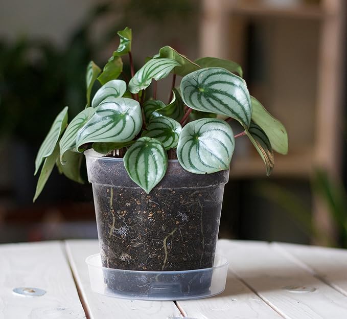 6 Inch Clear Plastic Plant Pot with Drainage Holes, Interlocking & Detachable Tray - Deep Saucer - Durable BPA-Free Plastic, Transparent Design, Raised Base for Airflow, Set of 6, 92-X-A-5