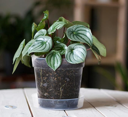 6 Inch Clear Plastic Plant Pot with Drainage Holes, Interlocking & Detachable Tray - Deep Saucer - Durable BPA-Free Plastic, Transparent Design, Raised Base for Airflow, Set of 6, 92-X-A-5