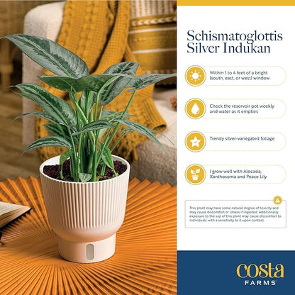 Costa Farms Silver Indukan Live Plant in Self Watering Pot, Indoor Houseplant, Perfect for Home, Room, or Office Decor, Great House Warming or Birthday Gift, 12-14 Inches Tall