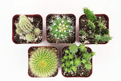 Shop Succulents | Can't Touch This Collection | Assortment of Hand Selected, Fully Rooted Live Indoor Cacti Plants, 5-Pack