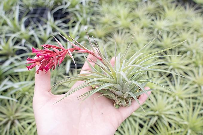 Air Plant Shop 5 Pack Tillandsia Murorum Air Plant - Succulents - Live Tillandsia - Easy Care Indoor and Outdoor House Plants