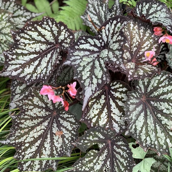 Begonia Plants Live, Rare Begonias Indoor Growing, Hanging Basket, Starter 5 to 9 Inc Tall (Summer)