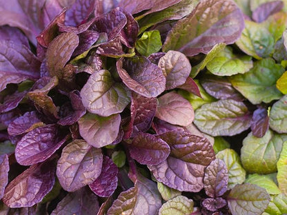 Greenwood Nursery: Live Ground-Cover Plants - Variegated Burgundy Glow Bugleweed + Ajuga Reptans - [Qty: 5X Pint Pots] - (Click for Other Available Plants/Quantities)