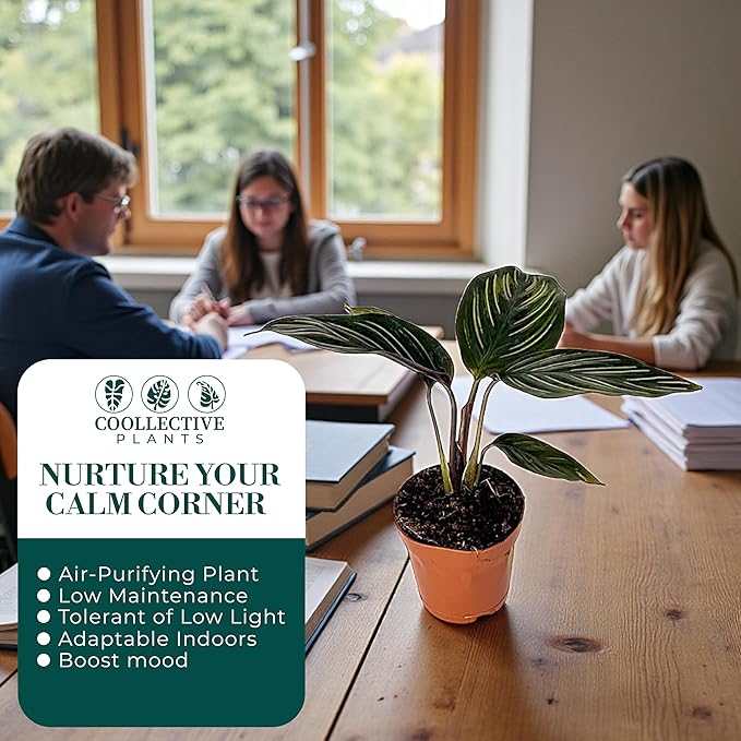 Calathea Beauty Star | Live Plant in a 4 Inch Growers Pot, Live Indoor, Easy to Grow, Easy to Care, and Low Maintenance Houseplant (2" Pot)