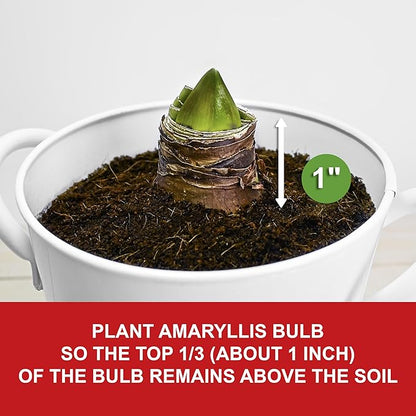 Garden State Bulb Red Double Amaryllis Bulb Gift Kit, 26/28cm (White Planter)