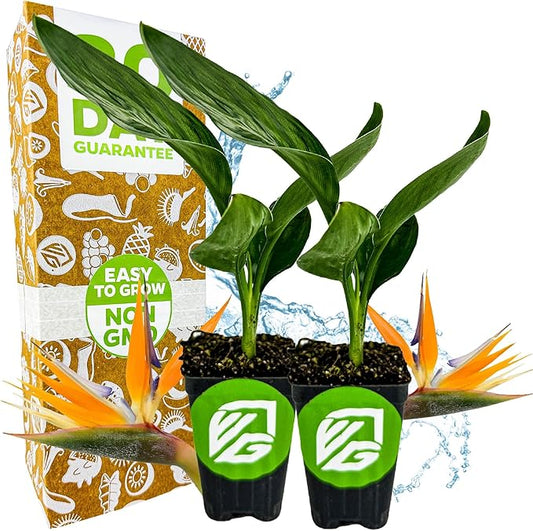 Orange Bird of Paradise Live Plant - Strelitzia Reginae by Wellspring Gardens - Tropical Flowering Perennial, Exotic Indoor/Outdoor Houseplant, Easy Care, Low Maintenance (2-Pack)