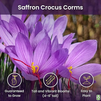 20 Jumbo Saffron Sativus Crocus Corms for Planting 2025 - Large 9/10 cm Saffron Crocus Bulbs - Premium Crocus Sativus for High-Yield Saffron Harvest