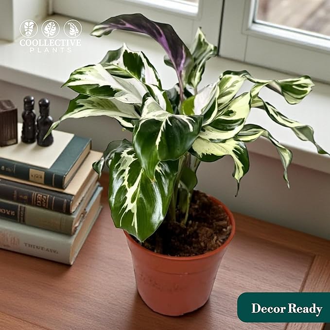 CoollectivePlants Calathea Stella - Live Calathea Plant in 6″ Growers Pot, Easy Indoor House Plants, Pet Friendly Plants Indoor, Low Maintenance Houseplant