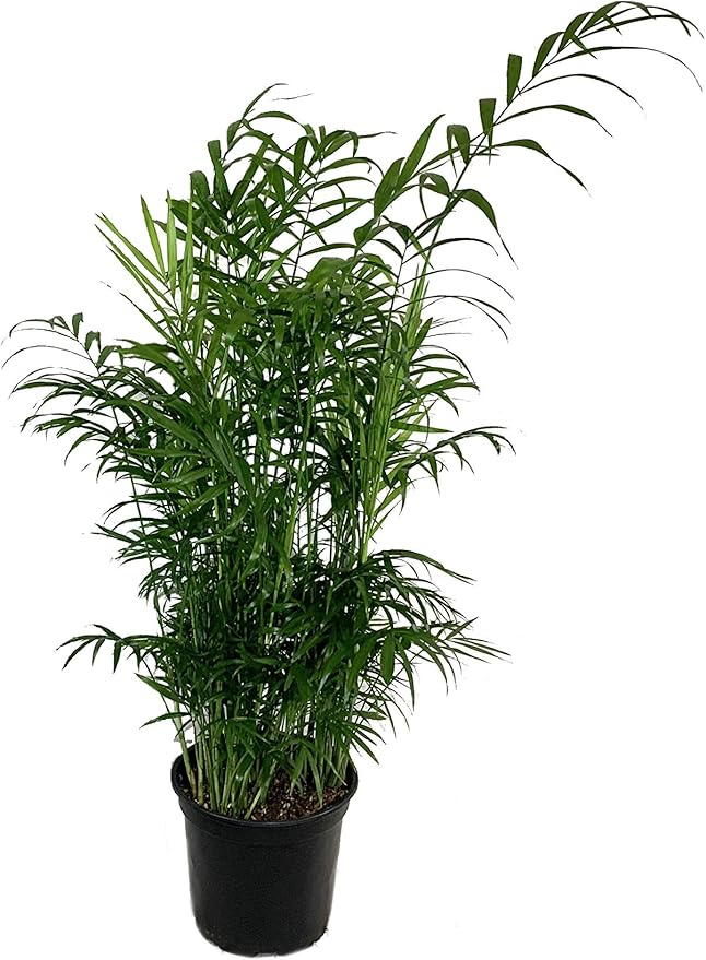 Neanthe Bella Parlor Palm - Live Plant in an 8 Inch Pot - Chamaedorea Elegans - Beautiful Clean Air Indoor Houseplant