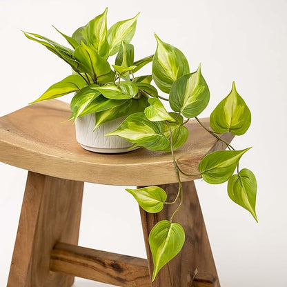 Kurrajong Farmhouse Light Green Fake pothos Plant | Fake Plant for Shelf Decor | Artificial Trailing Ivy Plant with 5" Wide x 3.5" high Ceramic Pot | Faux pothos | Feaux Pothos
