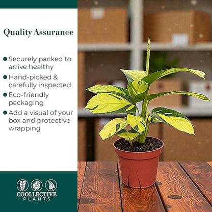 Calathea Pilosa | Live Plant in a 4 Inch Growers Pot, Live Indoor, Easy to Grow, Easy to Care, and Low Maintenance Houseplant (4" Pot)