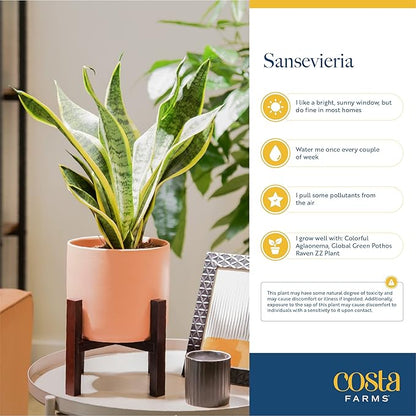 Costa Farms Snake Plant, Easy to Grow Live Plant in Cute Decor Pot, Grower's Choice Houseplant in Soil, Housewarming Gift, Room Decor, 1-2 Feet Tall