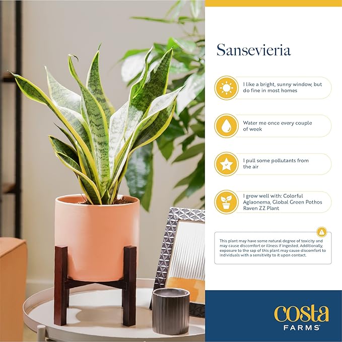 Costa Farms Snake Plant, Live Plant in Decorative Pot, Easy to Maintain, Air Purifying Succulent Indoor Houseplant Assorted Variety, Home, Room, or Office Décor, 12-20 Inches Tall