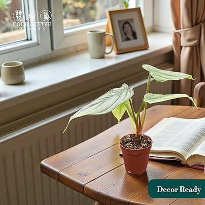 Philodendron Pastazanum Silver – Live Plant in 2" Grower’s Pot, Easy to Grow Low Maintenance Indoor Houseplant, Includes UniHeat Pack for Winter Protection