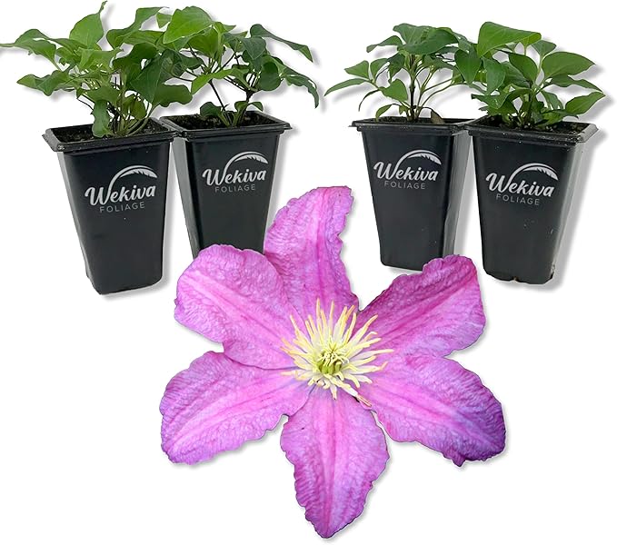 Clematis Comtesse De Bouchaud - 4 Live Starter Plants in 2 Inch Growers Pots - Starter Plants Ready for The Garden - Rare Clematis for Collectors