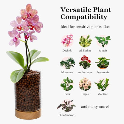 Pot & Pebble - C1 Glass Planter with Wooden Base - Indoor Glass Planter with Water Level Control Holes -Grow Plants in LECA Clay Pebbles/Similar Media - Semi Hydroponic Planter - Plant Cutting Holder