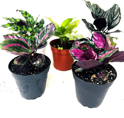 Calathea Party of 2 Live Plants 'Unique by JMBamboo'