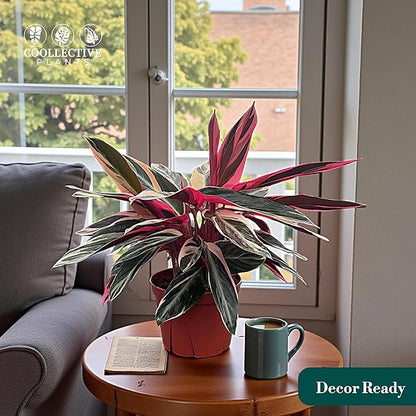 CoollectivePlants Stromanthe Triostar – Live Plant in 6″ Growers Pot, Easy Care Indoor Plant, Low Maintenance Houseplant, Rare House Plants Live