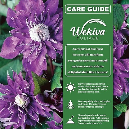 Clematis Multi Blue - 3 Live Starter Plants in 2 Inch Growers Pots - Starter Plants Ready for The Garden - Rare Clematis for Collectors
