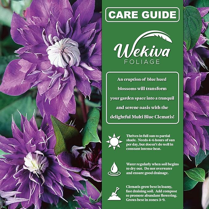 Clematis Multi Blue - 4 Live Starter Plants in 2 Inch Growers Pots - Starter Plants Ready for The Garden - Rare Clematis for Collectors