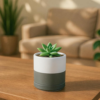 D'vine Dev Set of 3 Plants Pots, 3.5 Inch Ceramic Planter Pot for Plants with Drainage Hole and Saucer, White/Speckled Grey, 94-N-A-6