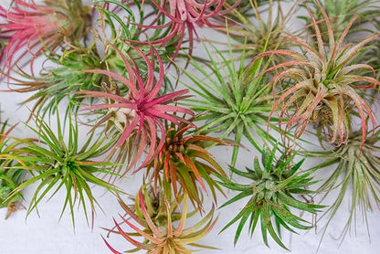 Air Plants - Tillandsia Ionantha - Organically Enhanced Color - Live Arrival Guaranteed - House Plants for Home Decor & Gift (2 Tone 4pk) (4pk Mix 2-Tone)