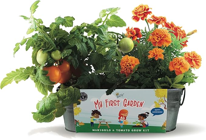 Buzzy Seeds My First Garden Windowsill Grow Kit, Tomato and Marigold Seeds, Indoor Gardening Starter Set for Beginners, Fun DIY Planting Project Gift, New Home Present