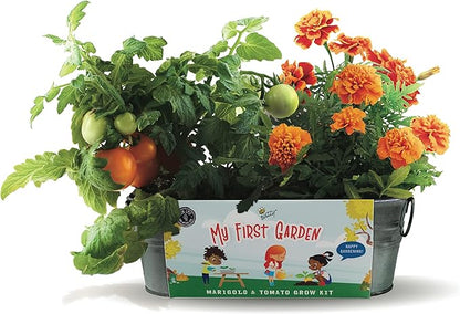 Buzzy Seeds My First Garden Windowsill Grow Kit, Tomato and Marigold Seeds, Indoor Gardening Starter Set for Beginners, Fun DIY Planting Project Gift, New Home Present