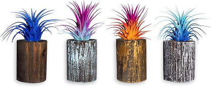 Air Plants - Tillandsia Ionantha - Organically Enhanced Color - Live Arrival Guaranteed - House Plants for Home Decor & Gift (2 Tone 4pk) (4pk Mix 2-Tone Mix Barrels)