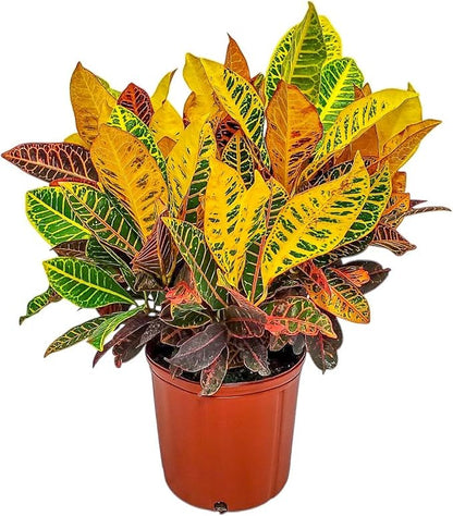 Croton Petra Plant - Tropical Foliage Plant Live - Overall Height 20" to 24" - Tropical Plants of Florida