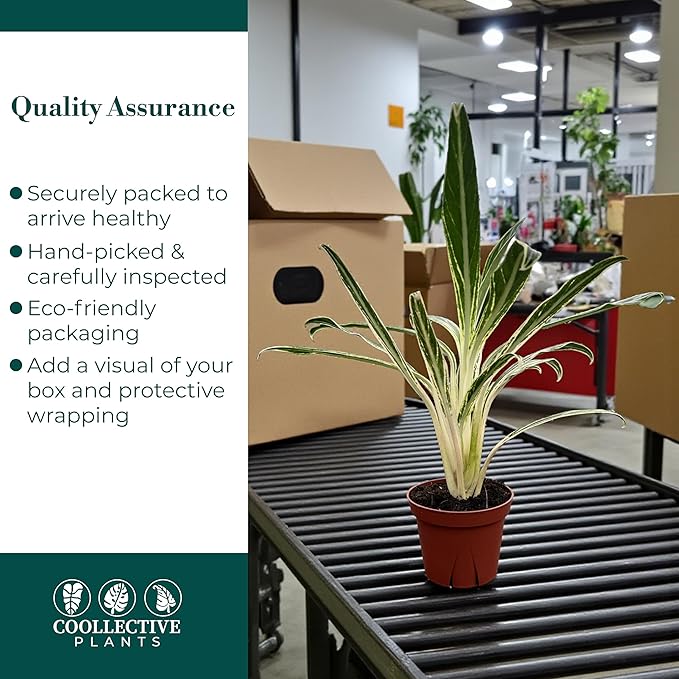 CoollectivePlants Aglaonema Bamboo – Live Indoor Plant in 4″ Grower’s Pot, Green & Silver Foliage, Easy Care Low Light Houseplant, Includes UniHeat Pack for Winter Protection
