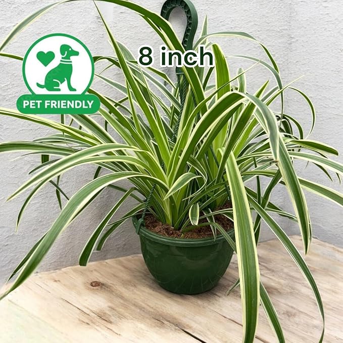 Spider Collection – Bonnie, Reverse & Hawaiian Varieties – Airplane, Pet Friendly Live Indoor Houseplant (8" Spider Plant Reserve)
