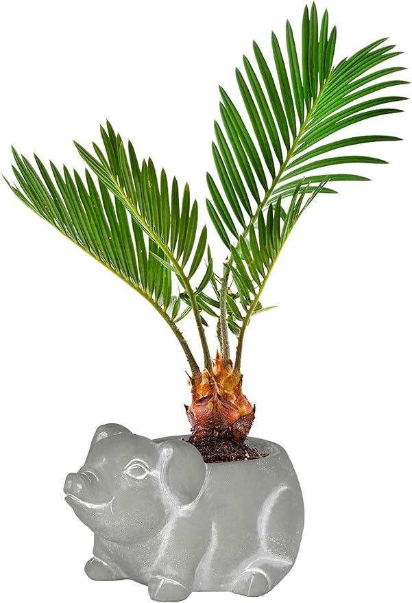 Classic Home and Garden Cement Buddies Animal Planter - Cute Desk Decoration - UV Coated Animal Vase w/Drain Plug -Succulent Plant Pot for Indoor/Outdoor Use (Pig Planter, Natural, Small)