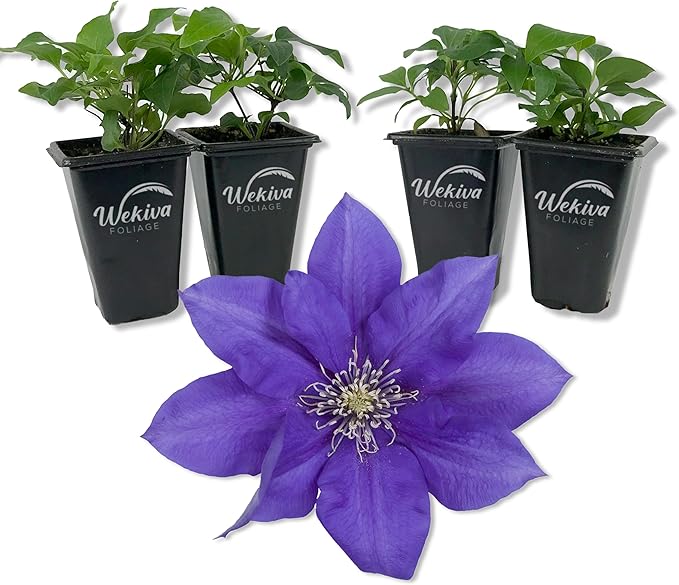 Clematis Olympia - 4 Live Starter Plants in 2 Inch Growers Pots - Starter Plants Ready for The Garden - Rare Clematis for Collectors