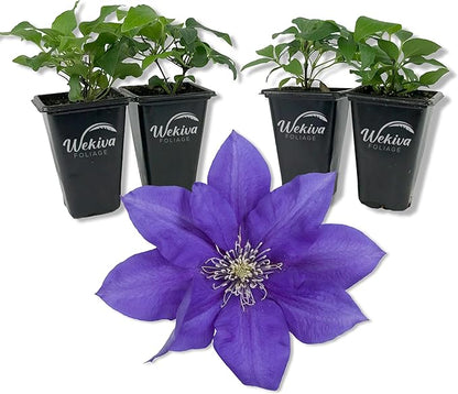 Clematis Olympia - 4 Live Starter Plants in 2 Inch Growers Pots - Starter Plants Ready for The Garden - Rare Clematis for Collectors